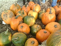 Little pumpkins