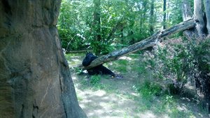 The gorilla is relaxing