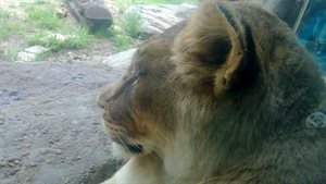 Sure glad there is thick glass between us