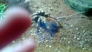 A tarantula