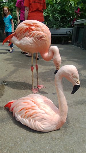 The flamingo’s were sitting around